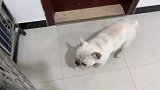 屋漏偏逢连夜雨，铲屎官都看傻了，惠比特犬睡觉的笼子门原地破了