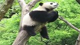 熊猫：我和树杈才是天生一对！