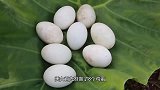 农村美女把鸡蛋种土里面，做成一道美食吃，难道这样更好吃吗