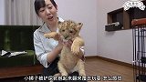 小狮子的玩具是一个金色的铃铛还用它来磨牙