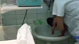 刚出生的宝宝冲洗身上的脏污，护士用手托着就像洗萝卜一样简单