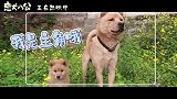 《忠犬八公》全新特辑曝光 狗狗主演竟是流浪狗