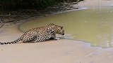 野生动物零距离 ，花豹河边饮水等待猎物鳄鱼上岸