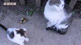 流浪猫妈妈带小猫逛街，都这么大了还不断奶，真是长不大的小猫咪