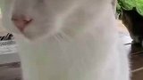 网友在路边撸了只野猫，于是它给其介绍了许多同伴，猫：人类你的按摩手法很不错