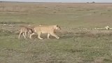 坦桑尼亚一头母狮疑似带领落单的角马宝宝回角马群