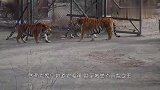 老虎捕食疣猪,来不及逃跑就被抓住,最终沦为老虎的盘中餐