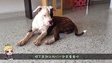 什么情况？吉娃娃公然挑衅斗牛犬，网友：果真是初生牛犊不怕虎