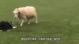 遇到一只不服从命令的羊！边牧：你是我带过最差的一头羊