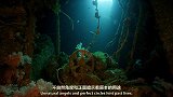 沉船与海洋生物还能和谐相处？ 意外形成的水中奇景！