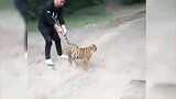 为防止老虎逃跑，动物园上演一场“杀鸡儆猴”，镜头记录爆笑画面
