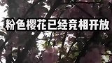 春风如约而至，一定会吹暖每一个角落