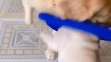 套着脖套也阻止不了法斗犬去找金毛干架，金毛你这不是找揍吗