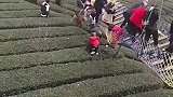 湖北网红桥侧翻，多人掉落茶园？官方回应了