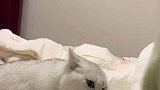 猫咪想咬女生的脚但又下不去嘴，这酸爽辣眼睛啊
