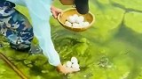 这鸭蛋能吃吗，为啥飘在水上