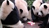 大熊猫围成一桌吃苹果，还以为围着打麻将