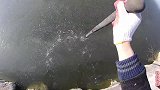 带着猫咪去钓鱼，鱼上钩猫咪比人还要兴奋，险些掉下水