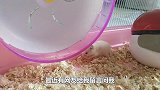 如何正确的饲养小仓鼠，小仓鼠才能长寿