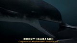 鲨鱼和鲸狭路相逢谁能更胜一筹？化石带来的数据让结果充满悬念！