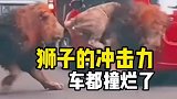 狮子的冲击力太强了车子都撞烂了，但遇到草原三巨头态度就不一样了