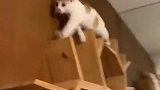 猫咪爬上横杆站不住，不断挣扎吓坏主人