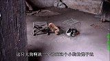 小雨抓到的小狗崽妈妈来找它了，是条很脏的流浪狗，看的好可怜