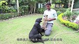 小猎豹被抛弃后，遇到了一只保护它的狗狗，后来它成了狗狗的靠山