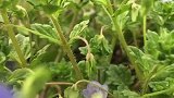 我是一只随风飘摇的野花，不与名花争宠，孤芳自赏