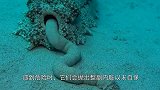 “最无耻”的小黑鱼，钻进海参屁股，住人家的还要吃人家的！