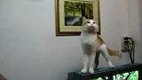 猫猫打兵乓 动作一点都不逊-6月11日