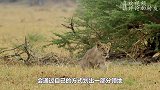 男子爬上树“招惹”犀牛，谁料犀牛直接撞向树干，恐怕凶多吉少！