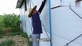 老三拉牵引绳让牵牛花屋顶生长，鸡棚做隔热，小鸡住的舒服
