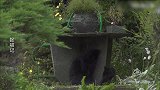 猫咪在下雨天调戏大佬，结果被人家一巴掌打了回去！