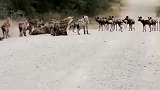 一群野狗对战鬣狗群，非洲二哥不是吃素的，野狗摊上大事了