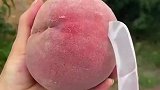 现在的桃子还能吃吗，桃核都还没长全呢！
