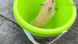 主人好心好意给小仓鼠吃莲子，小仓鼠：太难吃了