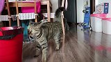 炸毛的狸花猫，这尾巴像松鼠尾巴一样，好想摸一摸