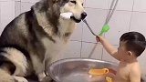 阿拉斯加犬洛洛真是带娃狂魔，看见娃就母爱泛滥忍不住带娃！