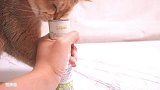 一个多月没吃猫薄荷，还没开盖就疯了