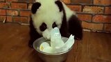 熊猫：奶妈，本熊饿了得先喂！（看了看奶妈）还是排队好了