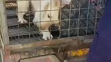 帮粉丝解救出来的狗狗善待狗狗