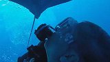 奇妙！一深海摄影师在墨西哥湾偶遇魔鬼鱼，彼此相处甚欢