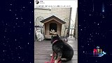 一只不擅长躲猫猫的猫猫。找到你啦！