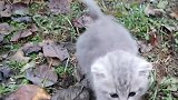 小猫咪被主人抛弃，看见有人就凑过来想跟着回家，看着让人心疼
