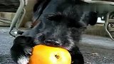 “饥渴狗”猛吸大橙子 惹众人笑翻