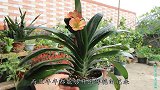给君子兰施肥有窍门，合理运用3种肥料，年年准时开花长叶