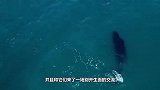 与鲸共舞，和鲸鱼一起冲浪你试过么外国人胆子真是大