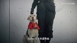 《宠物一千零一夜》警犬退休后的美好生活：怎么都闲不住