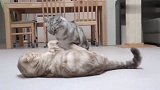 打架归打架，总打人家猫脸，就是你的不对了